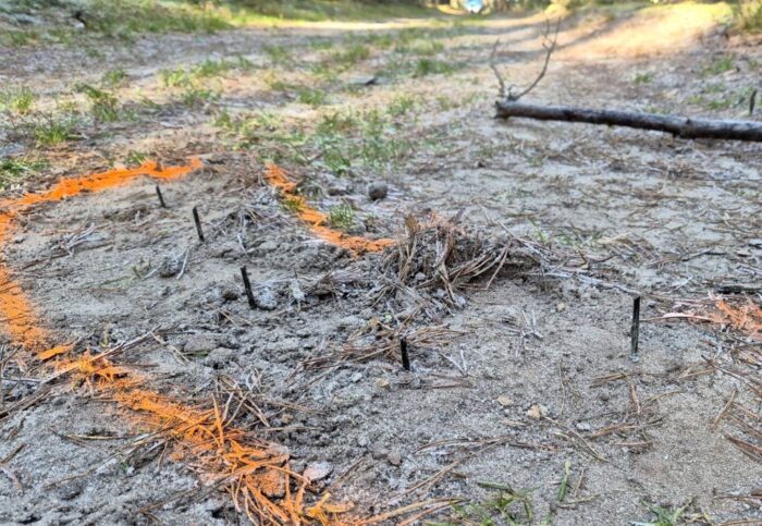 lasy państwowe, pręty, potrzask, wnyki