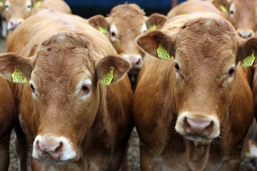 ceny bydła rzeźnego, mięso wołowe, wołowina, akup bydła rzeźnego, Jacek Zarzecki, QMP, PPZW. wołowina, mięso wołowe