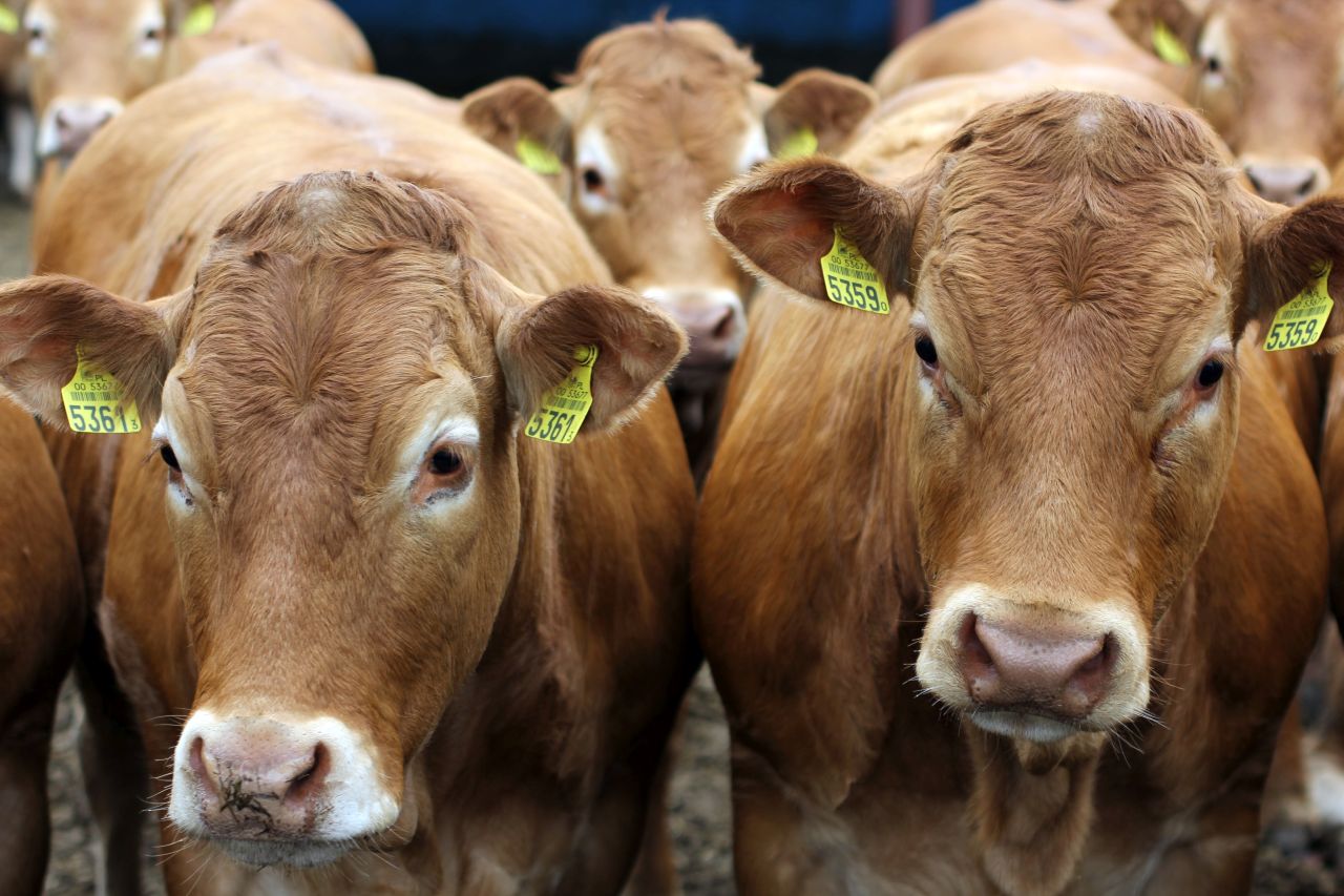 ceny bydła rzeźnego, mięso wołowe, wołowina, akup bydła rzeźnego, Jacek Zarzecki, QMP, PPZW. wołowina, mięso wołowe