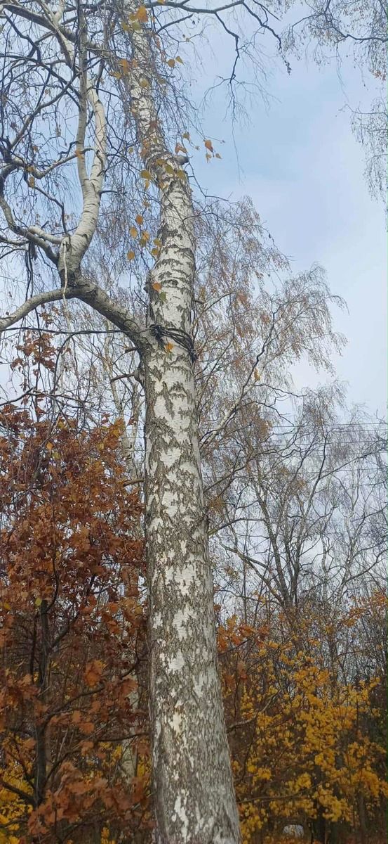 wypadek, wycinka drzewa, ciągnik, linka