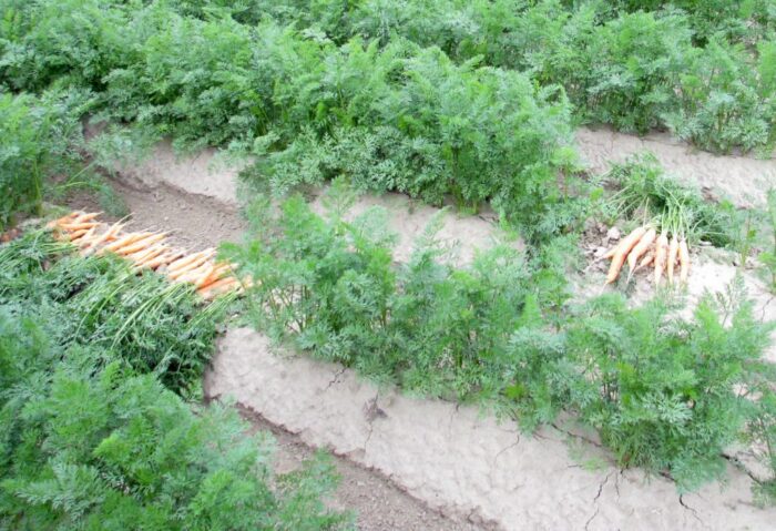 oopr, marchew, import marchwi, import żywności