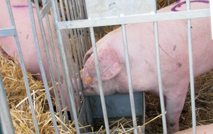 mrirw, producenci świń, pożyczki, np2