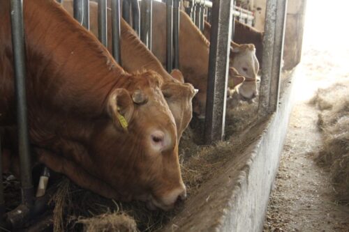 choroba niebieskiego języka, bydło mleczne, bydło mięsne, BTV-3, domowe przeżuwacze,kuczmany, mięso, mleko