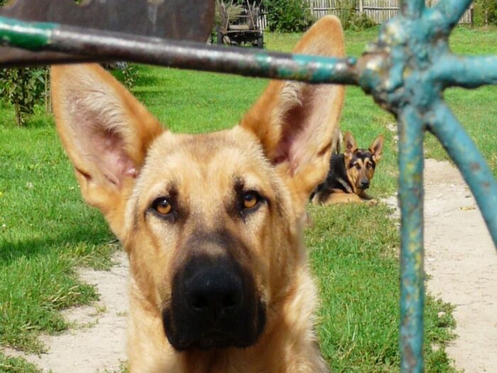 psy, rolnicy, gospodarstwa, psy w gospodarstwie