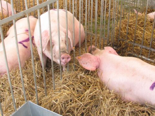 producenci świń, pożyczki, asf, pomoc