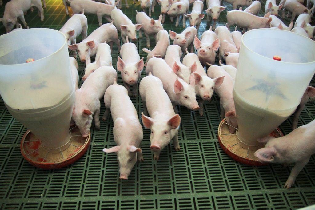 HodowcyRazem, organizacje antyhodowlane, Otwarte Klatki, bezpieczeństwo żywnościowe Polski, trzoda chlewna, drób