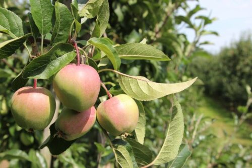 pomoc, sadownicy, przymrozki, straty