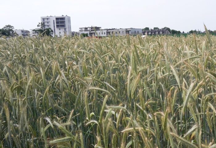 krir, resort rolnictwa, mrirw, spalanie zbóż