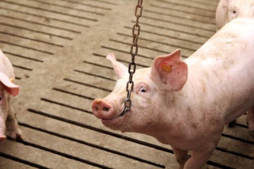 Polska giełda tuczników, Agrointegracja, Wojciech Styburski, trzoda chlewna, tuczniki, sprzedaż tuczników