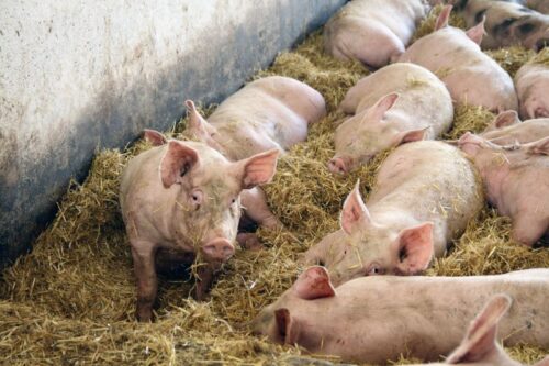 tuczniki, cena tuczników, wieprzowina, mięso wieprzowe, tuczniki w Niemczech, VEZG, żywiec wieprzowy, świnie