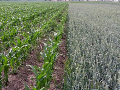 mir, ubezpieczenie upraw, ubezpieczenie rolne, odmowa ubezpieczeń