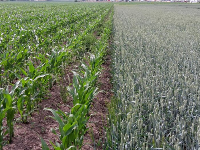 mir, ubezpieczenie upraw, ubezpieczenie rolne, odmowa ubezpieczeń