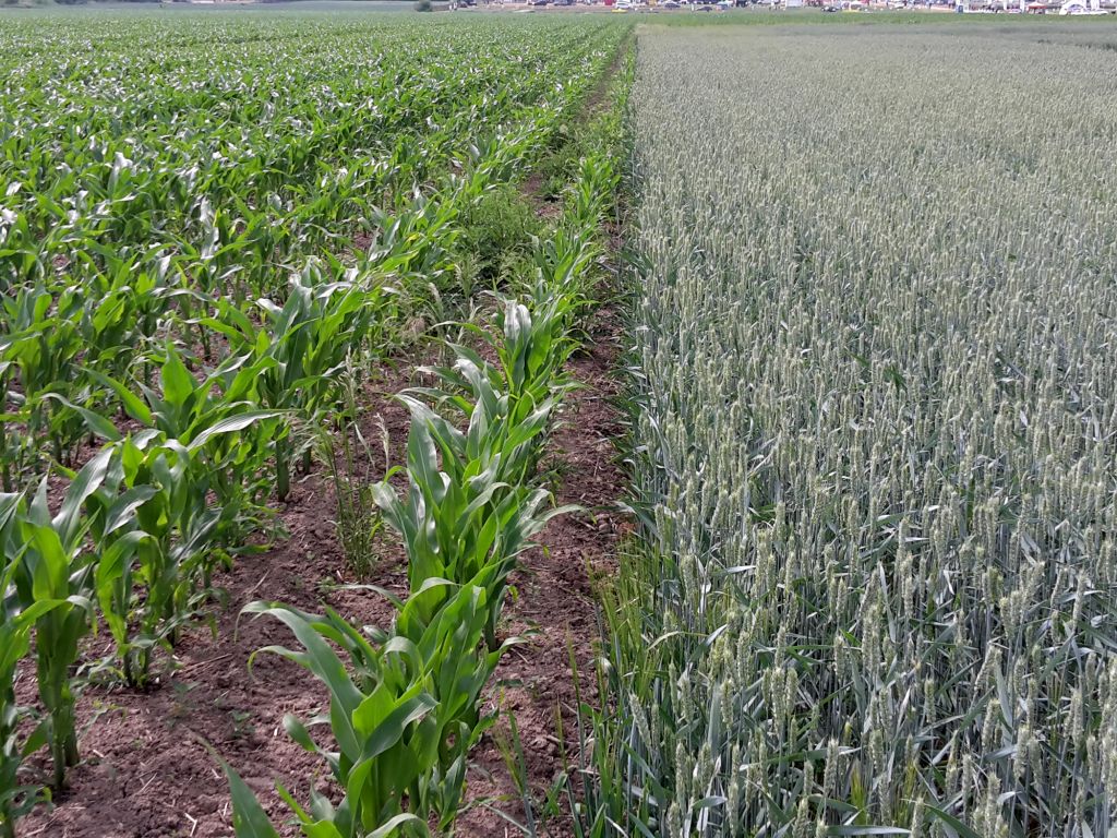 mir, ubezpieczenie upraw, ubezpieczenie rolne, odmowa ubezpieczeń