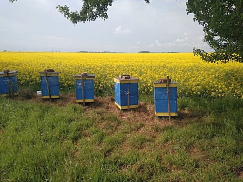 arimr, nabór, wnioski, pomoc, pszczelarze