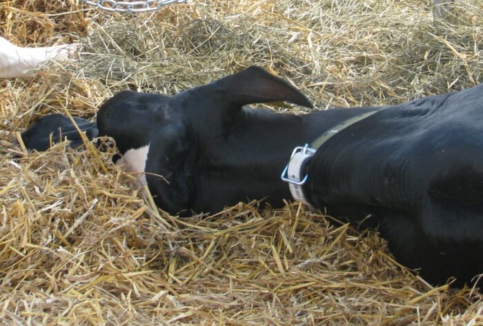 przepisy, projekt, rozporządzenie, padłe zwierzęta