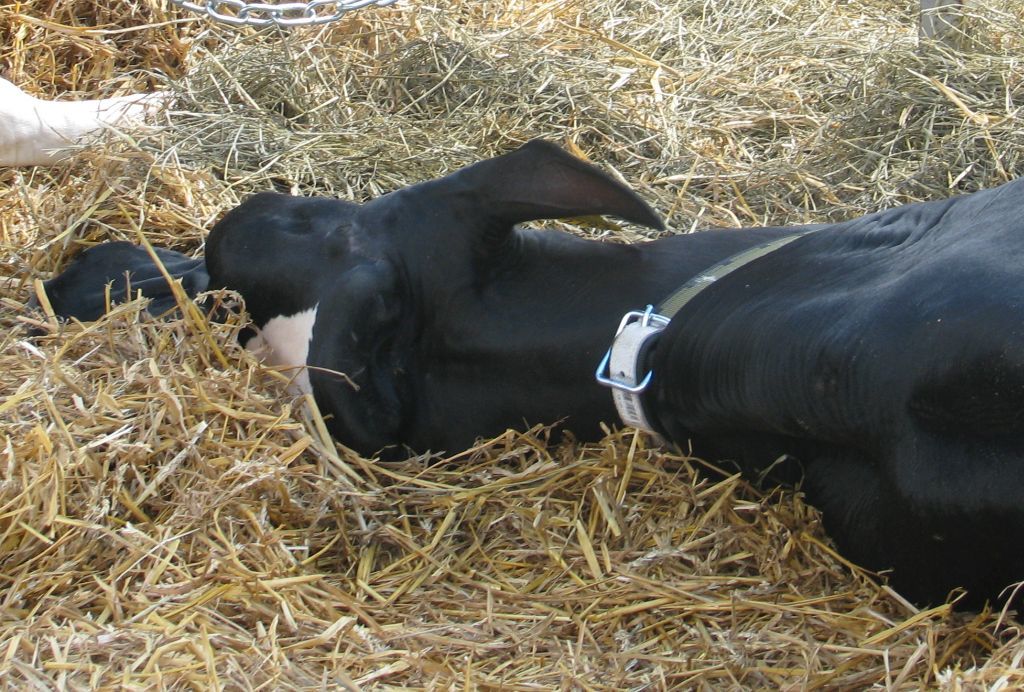 przepisy, projekt, rozporządzenie, padłe zwierzęta