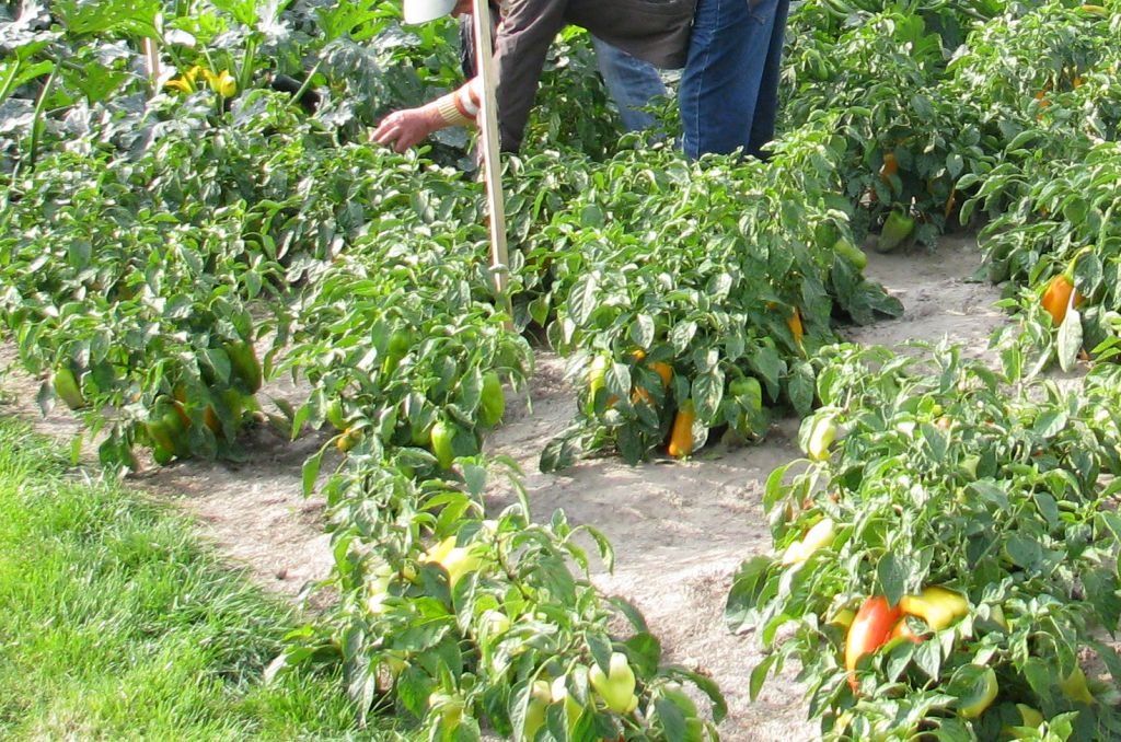 podatek vat, samozbiory, rolnicy, płody rolne