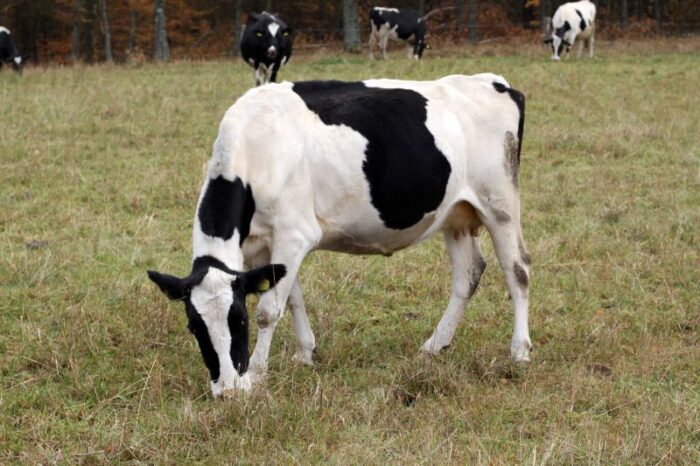 Rozporządzenie w sprawie wylesiania, bydło mięsne, wylesianie, opasy, krowy mamki, EUDR, Witold Choiński, Polskie Mięso