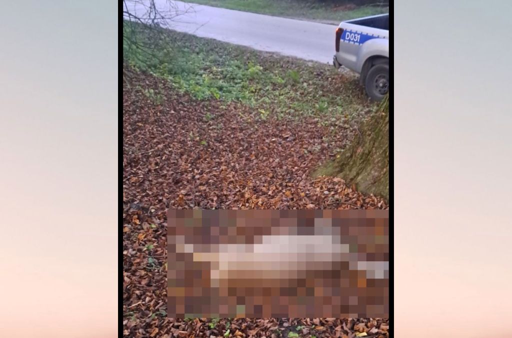 sarna, dzikie zwierzę, potrącenie, sąd