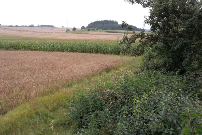 zakrzaczone grunty, zakrzaczona działka, zachwaszczenie, mir