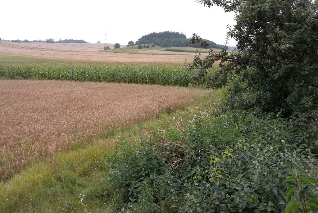 zakrzaczone grunty, zakrzaczona działka, zachwaszczenie, mir