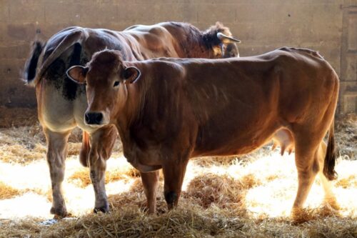 ceny bydła rzeźnego, mięso wołowe, wołowina, spadek cen, zakup bydła rzeźnego