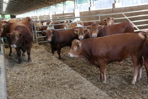 buhaje mięsne, czystorasowe buhaje, hodowcy bydła, bydło mięsne, hodowla bydła, producenci bydła, MRiRW, ARiMR