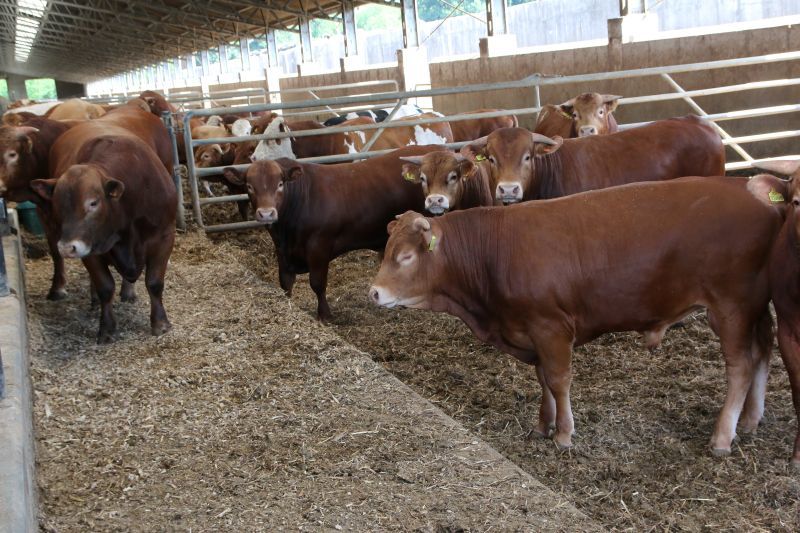 buhaje mięsne, czystorasowe buhaje, hodowcy bydła, bydło mięsne, hodowla bydła, producenci bydła, MRiRW, ARiMR