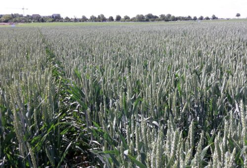 gus, ceny produktów rolnych, ceny skupu, produkty rolne