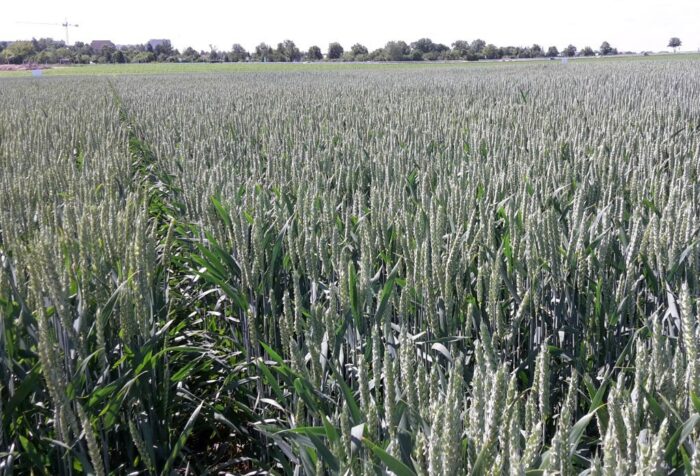 gus, ceny produktów rolnych, ceny skupu, produkty rolne