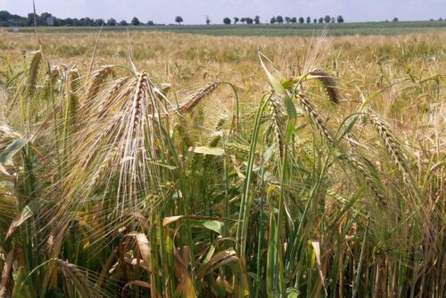 rynek zbóż, ceny zbóż, zboża, skup zbóż
