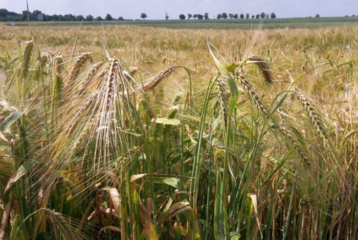 rynek zbóż, ceny zbóż, zboża, skup zbóż