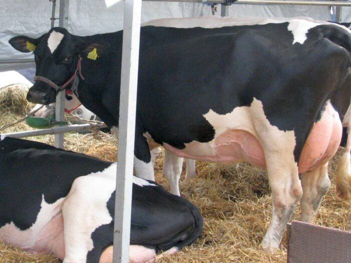 DIR: nawet o 50 gr mniej za litr mleka. Gospodarstwa tracą płynność finansową