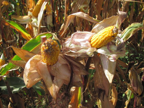rynek zbóż, ceny zbóż, zbiór kukurydzy, skup zbóż