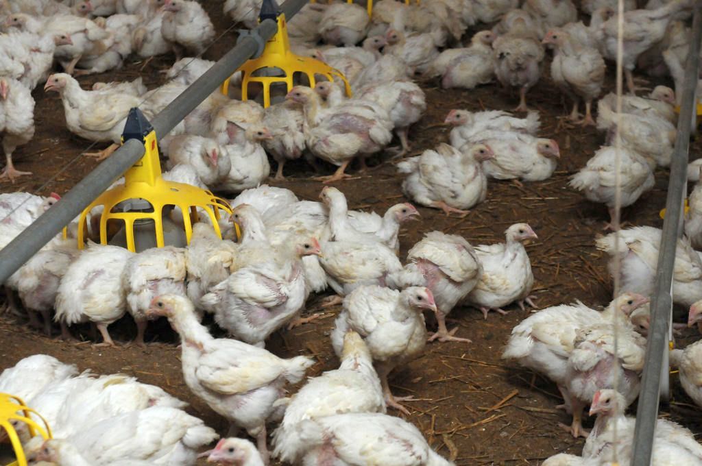 wir, bioasekuracja, drób, hodowcy drobiu