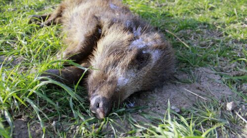 padły dzik, Piotrków Trybunalski, ASF, wirus ASF, Stefan Krajewski, gmina Rozprza, wirus ASF, zagłębie trzodowe