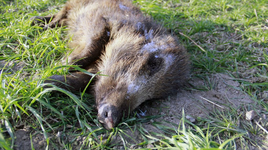 padły dzik, Piotrków Trybunalski, ASF, wirus ASF, Stefan Krajewski, gmina Rozprza, wirus ASF, zagłębie trzodowe