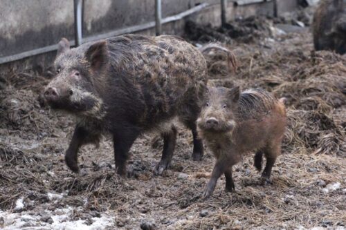 padły dzik, Piotrków Trybunalski, ASF, wirus ASF, Stefan Krajewski, gmina Rozprza, wirus ASF, zagłębie trzodowe