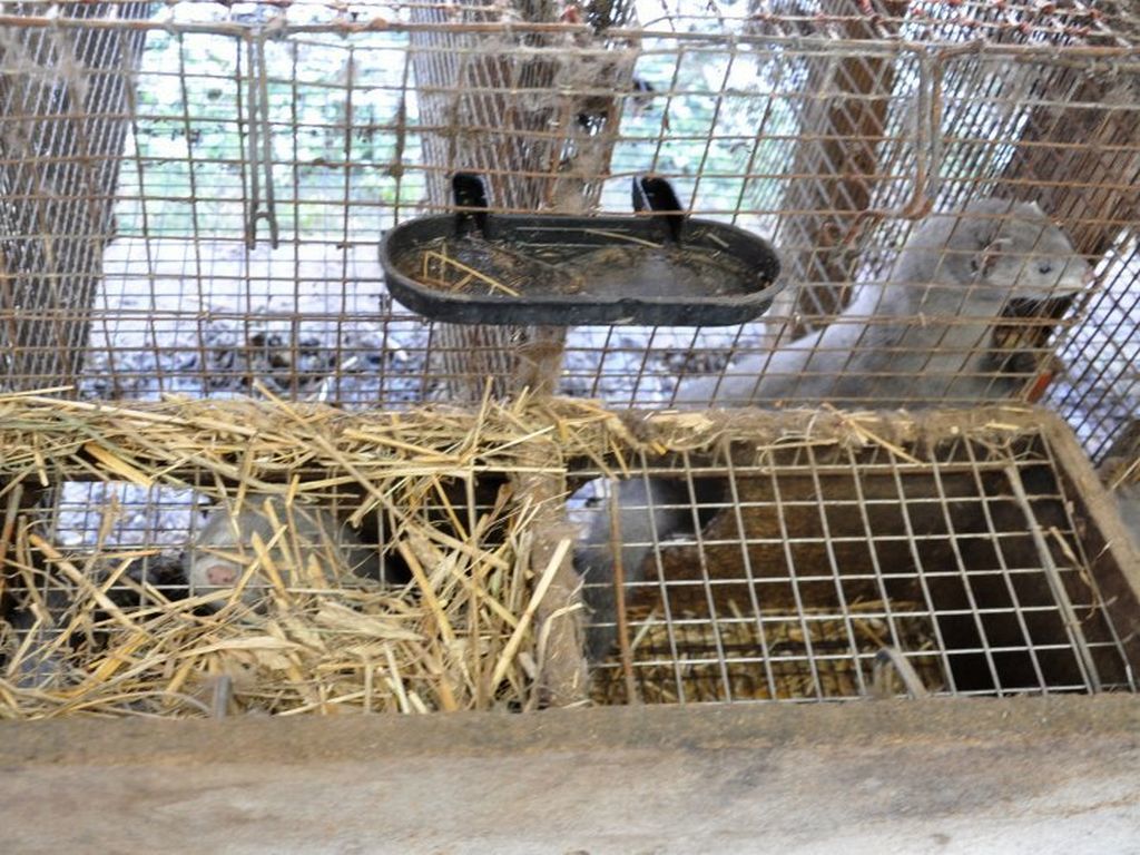 oopr, rolnicy, hodowla, produkcja zwierzęca