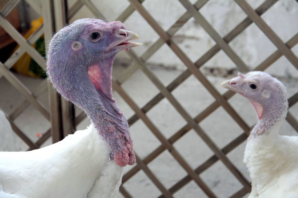 ceny drobiu, żywiec drobiowy, indyki, kurczęta, tuszki, brojlery, eksport, import, Polska