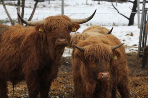 choroba niebieskiego języka, bydło mleczne, bydło mięsne, BTV-3, domowe przeżuwacze,kuczmany, mięso, mleko