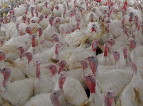 HPAI, wysoce zjadliwa grypa ptaków, ogniska HPAI w Polsce, grypa ptaków u drobiu, Inspekcja Weterynaryjna