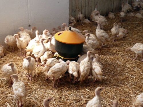 rzekomy pomór drobiu, Newcastle disease, ognisko ND, GLW, PIWet Puławy, bioasekuracja, choroby drobiu