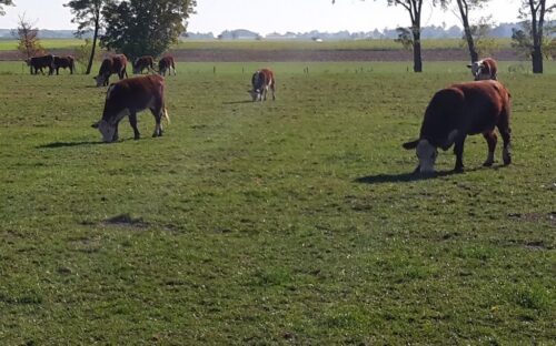 pe, ue, mercosur, umowa