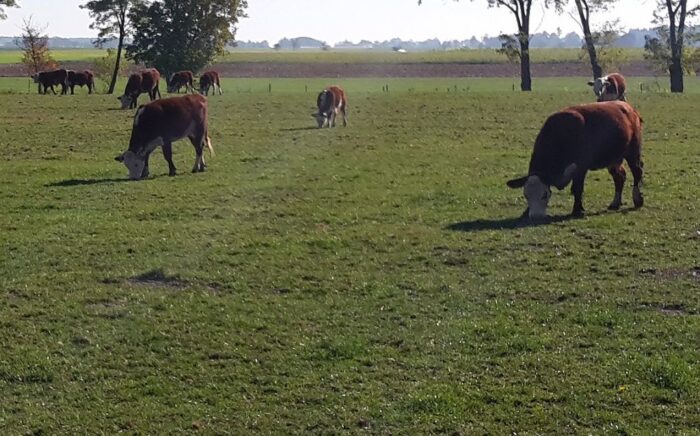 pe, ue, mercosur, umowa