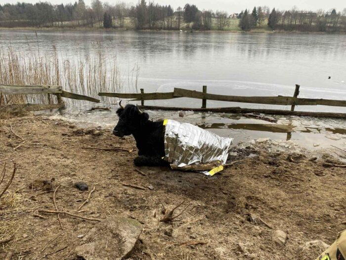 krowa, lód, jezioro, krowa w wodzie