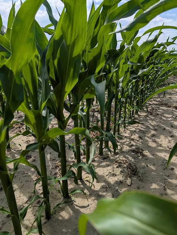 zbiory kukurydzy 2025