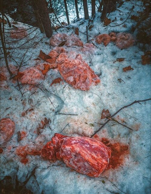 mięso, las, odpady w lesie, leśnicy