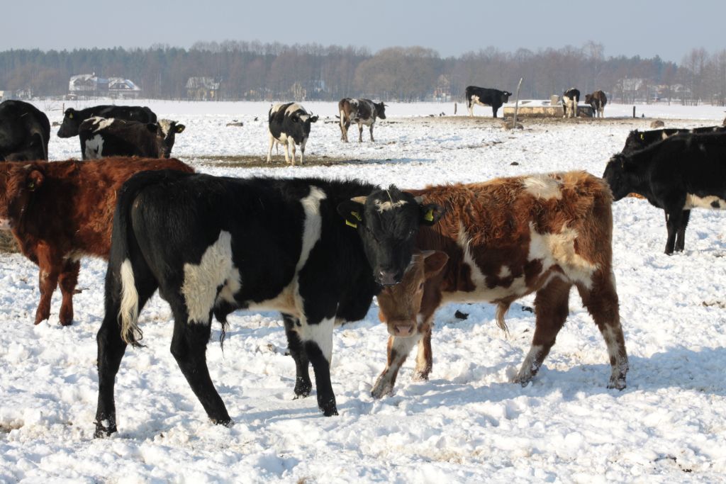 choroba niebieskiego języka, bydło mleczne, bydło mięsne, BTV-3, domowe przeżuwacze,kuczmany, mięso, mleko