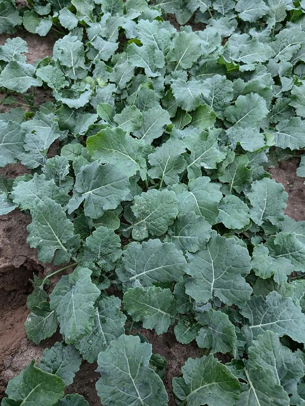 rośliny, mikroelementy, nawożenie